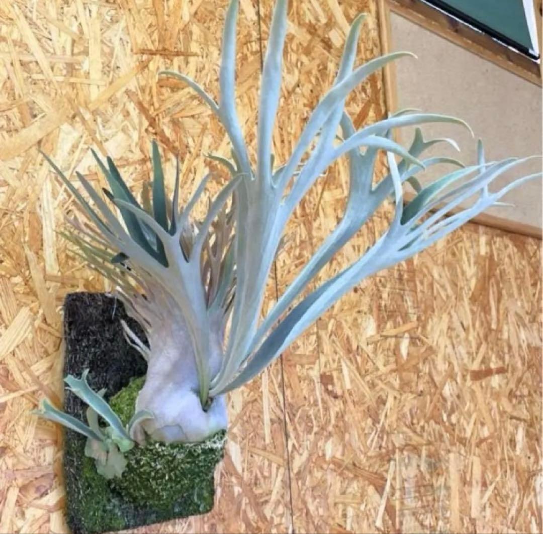 P.Veitchii Wild Australia Pup②【年末年始限定】 P.veitchii wild Australia sporeling② @bikamori.com beech-wild