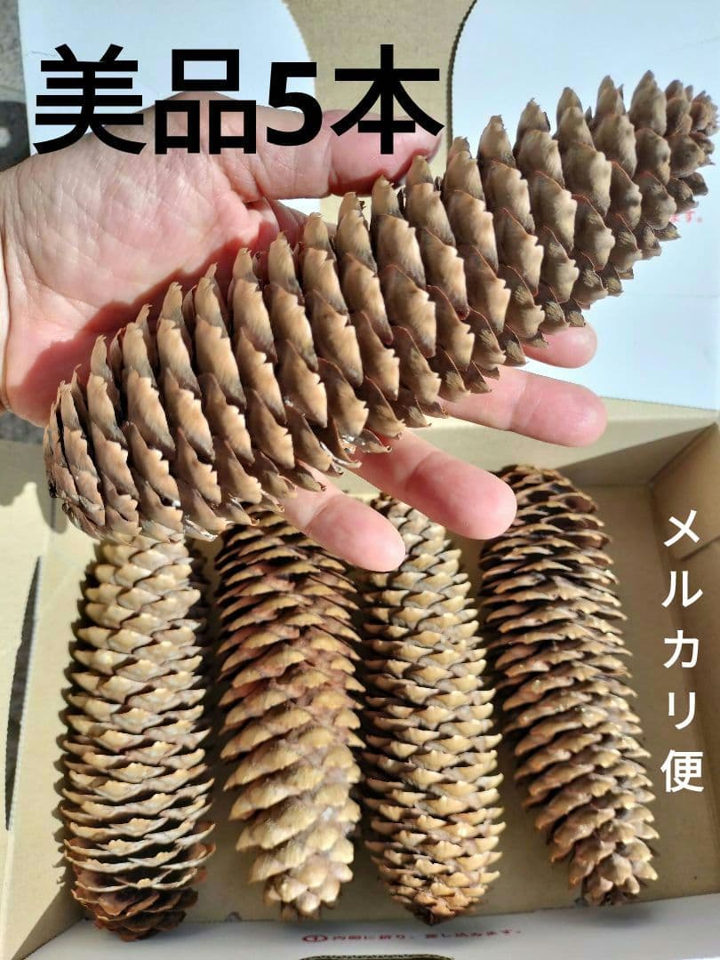 長い 松ぼっくり 5個 ドイツトウヒ クリスマス リース スワッグ 材料