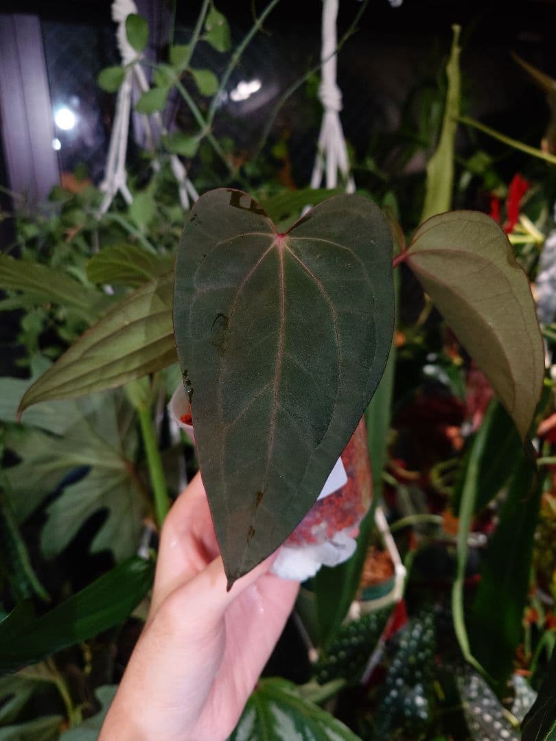 Anthurium Subsignatum x RVDP 分け株 - メルカリ