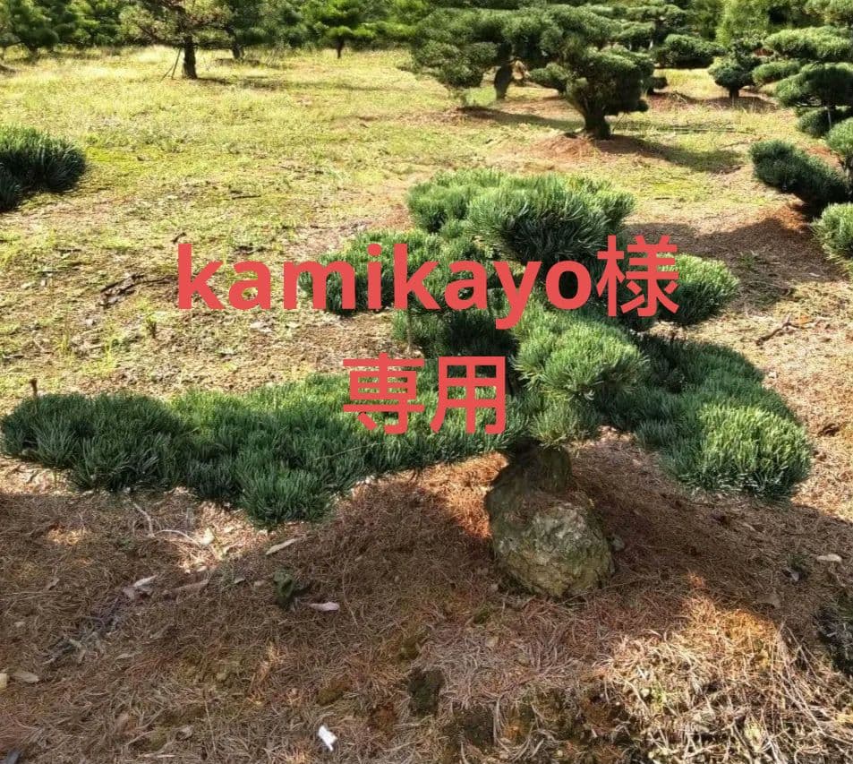 八房 五葉松 鉢植えサイズ ◆ 引き取り限定価格❗️ i-img900x1200-