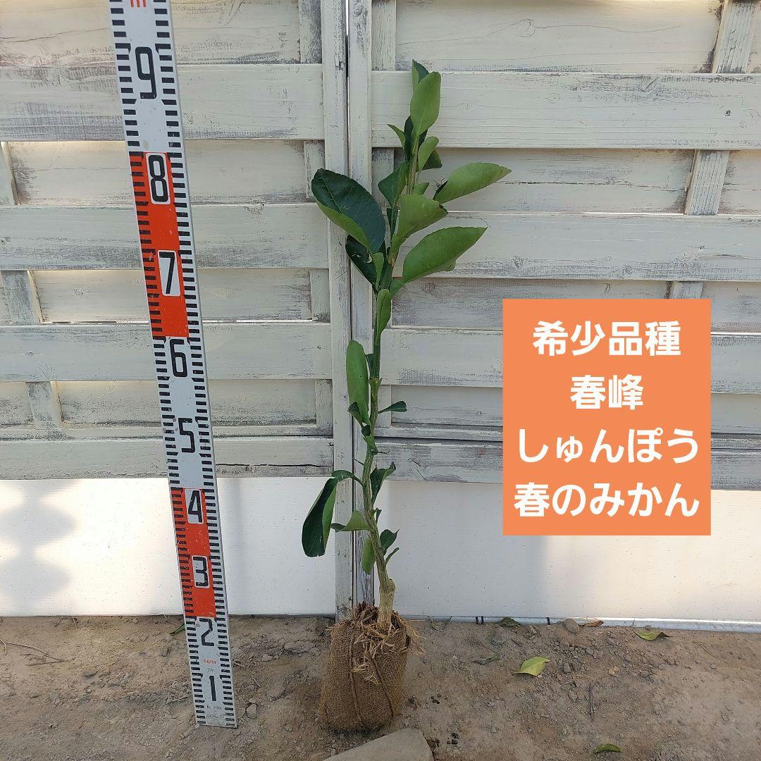 春峰 しゅんぽう 苗木 1年生 - メルカリ