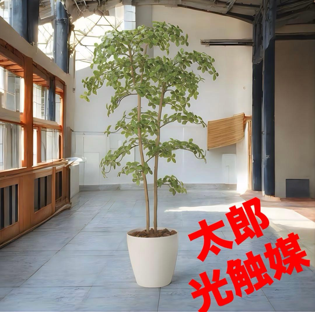 光触媒　人工観葉植物　ウォールグリーン　フェイクグリーン　アーモンドツリー1.8 光触媒 光の楽園 パキラツリー 高さ 1.6m【インテリア フェイク