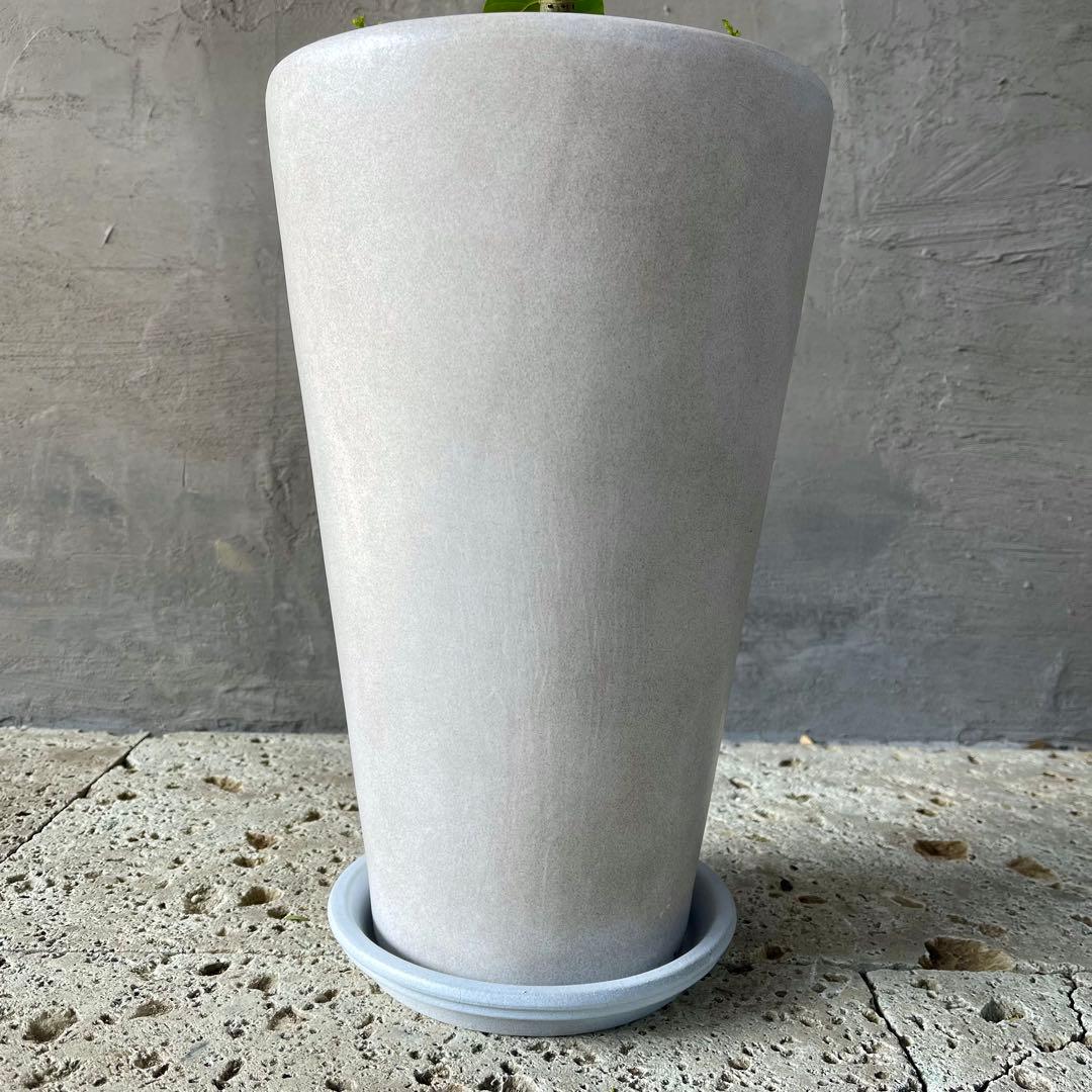 フィカス ウンベラータ 螺旋 天然苔仕立て 陶器鉢 植え込み