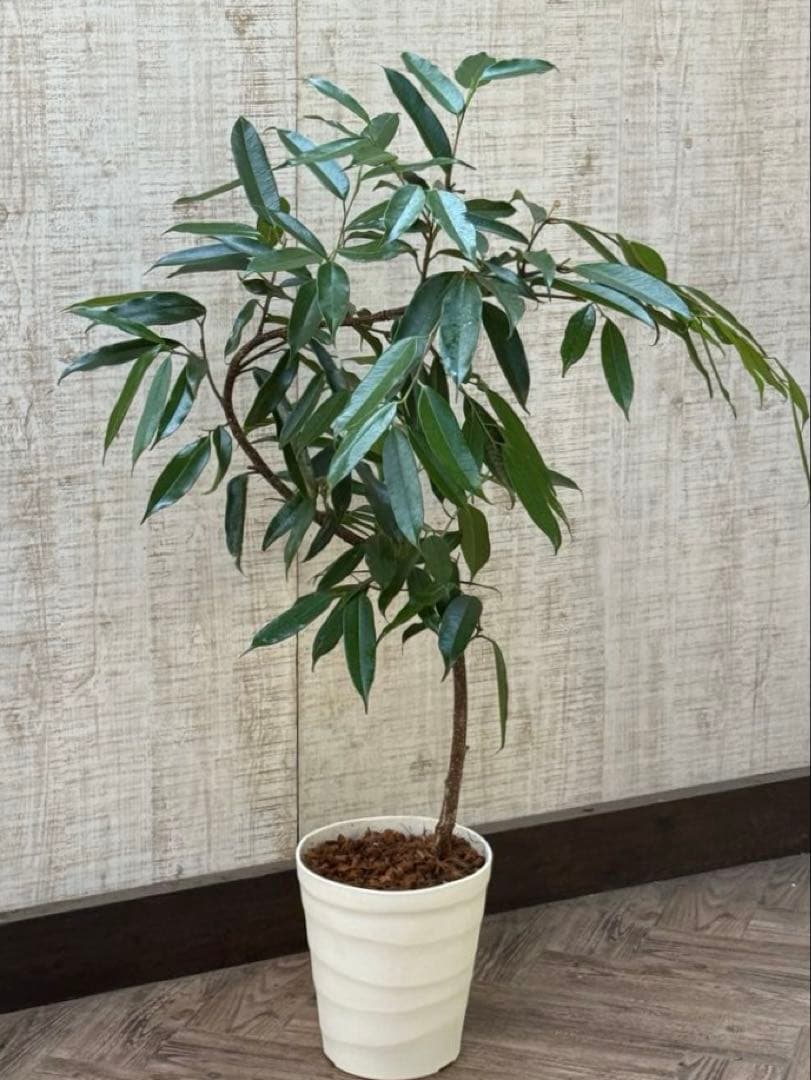 ☆フィカス アムステルダムキング♪ 曲がり仕立て 108cm♪ 観葉植物 フィカス アムステルダムキング 曲がり（10号鉢）｜HanaPrime