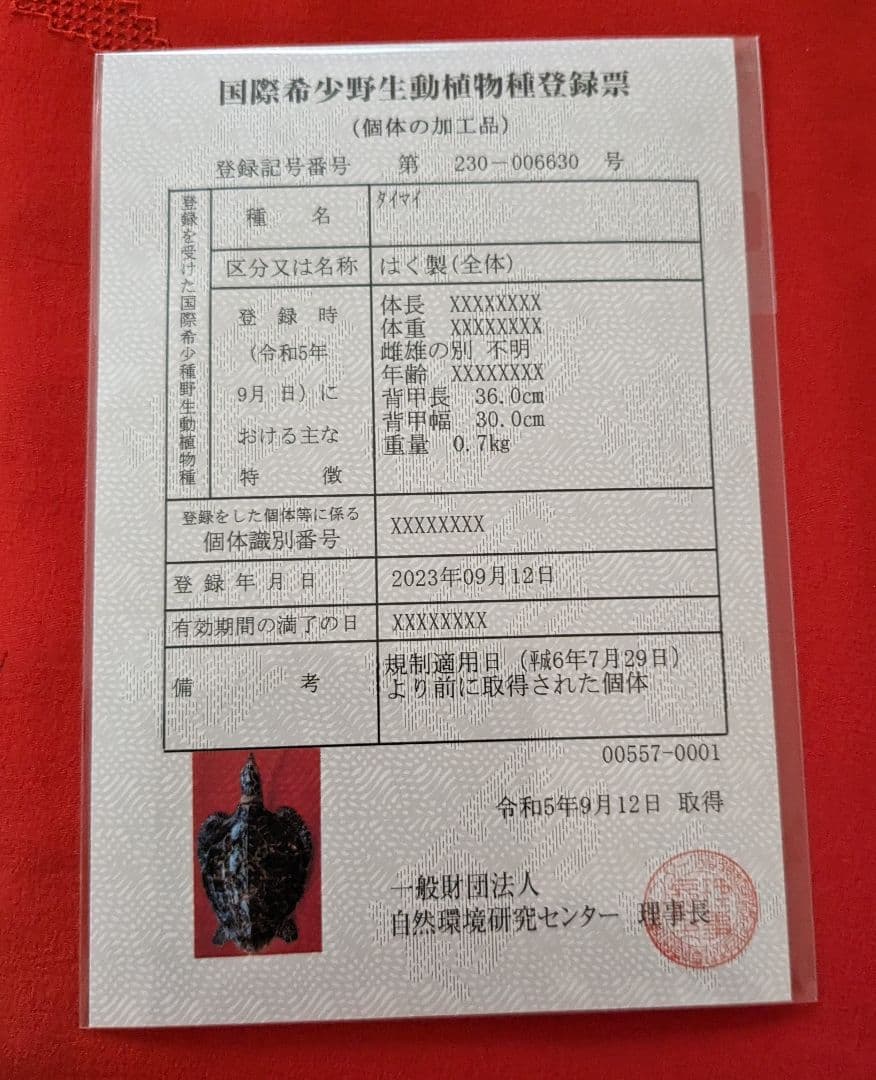 亀剥製（タイマイ) 置物 登録証付き【価格交渉承ります】 - メルカリ