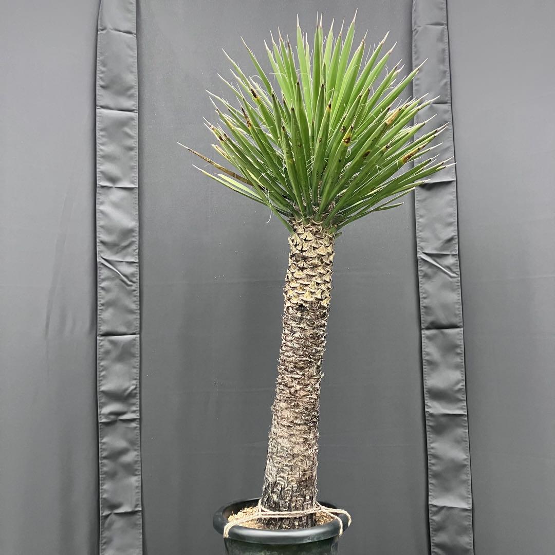 ユッカ フィリフェラ　メキシコ産　発根済
