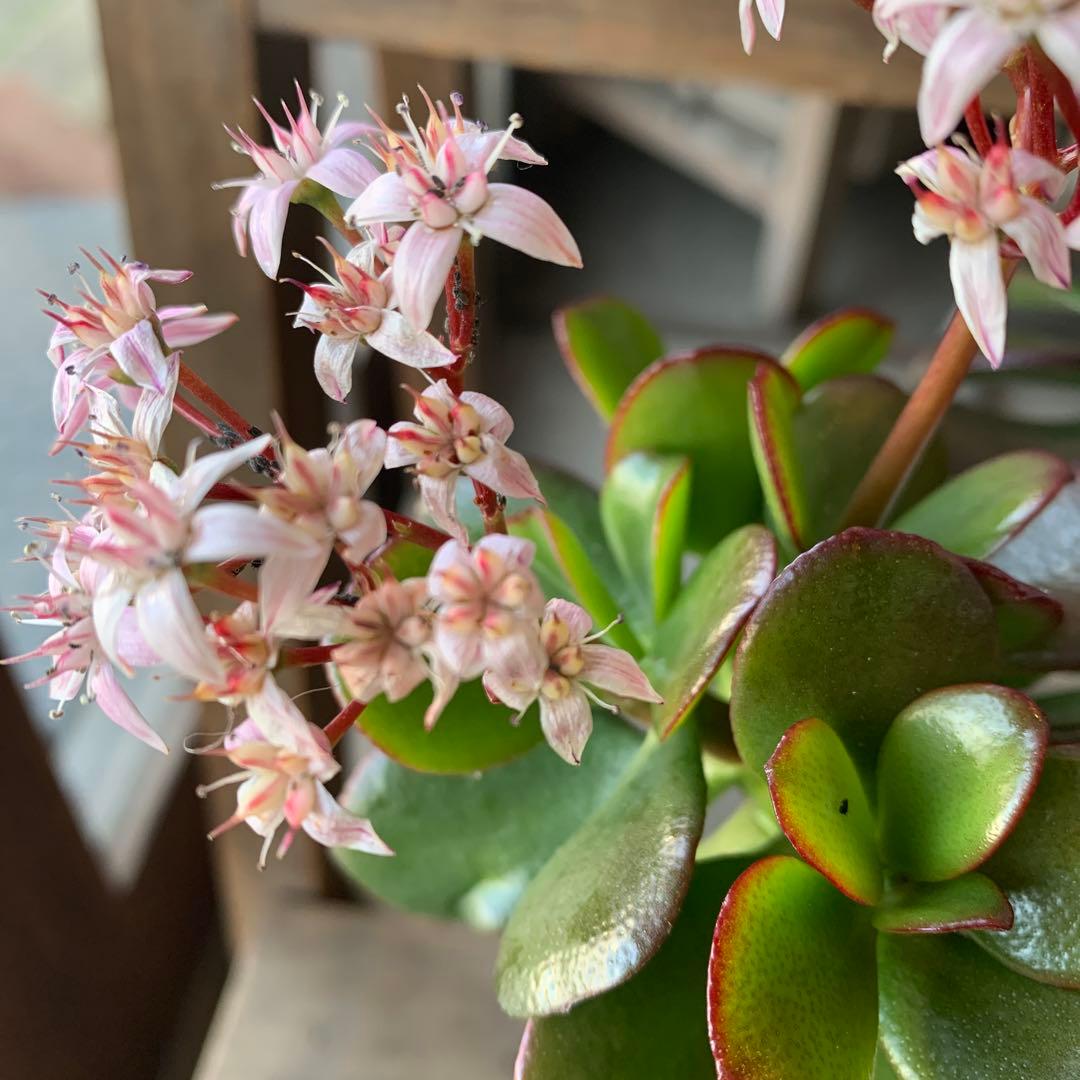 現品販売 金のなる木 桜花月 4号鉢サイズ 鉢植え カネノナルキ 金の