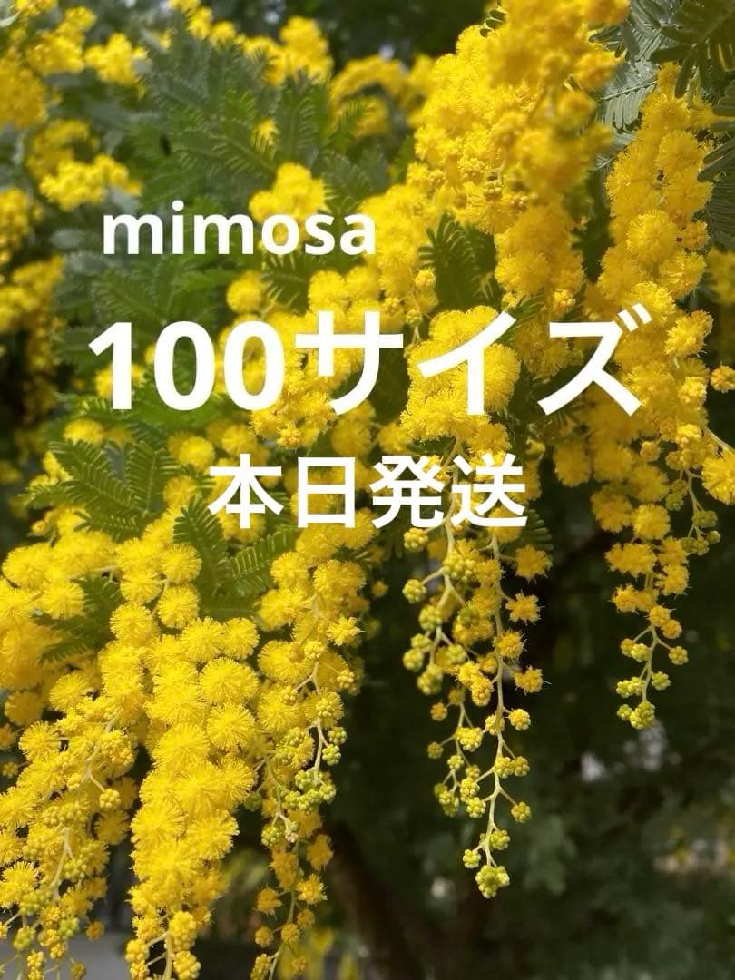 本日発送】ミモザ100サイズ（約50×30×厚さ15㌢）⚠️水あげ・保水なし