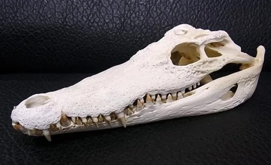 高品質　29ｃｍ！シャムワニの頭骨 ☆即納☆高品質 美！ シャムワニの全身骨格標本☆ - 頭骨・骨格標本