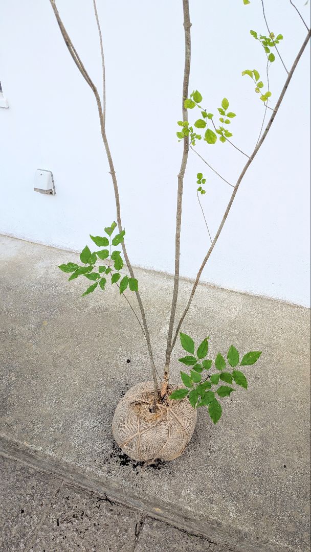極上。特大。山採りアオダモ。