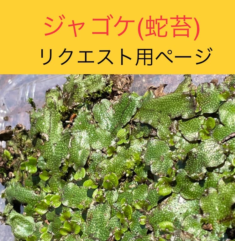 ジャゴケ(蛇苔)  　リクエスト用ページ　イモリウム　アクアリウム　観賞用天然苔 水作 活きている苔 ハイゴケM ドライタイプ : チャーム charm ヤフー