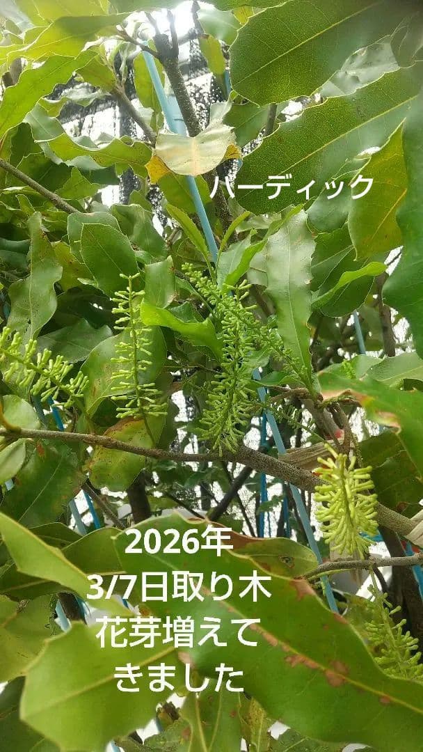 マカダミアナッツ取り木】 ☀限定特別販売ご案内 バーモント、バーディック
