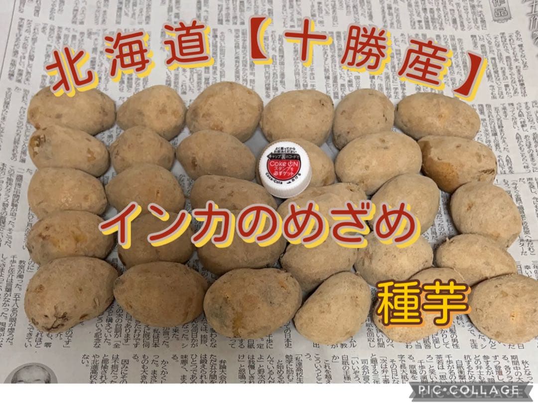 北海道【十勝産】 インカのめざめ 種芋② - メルカリ